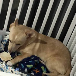 Chihuahua and corgi mixed