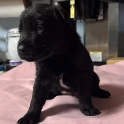 Belsky Puppies