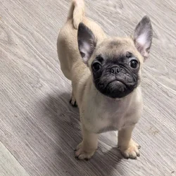 Adorable Frugs