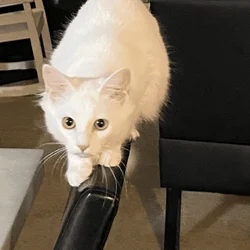 Pure White Kitten For Sale