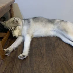 Husky - purebred female