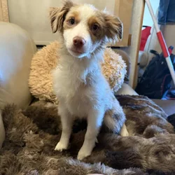 Miniature Australian Shepherd