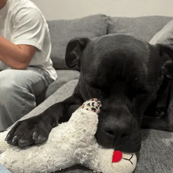 3 year old pitbull mastiff ( super sweet boy )