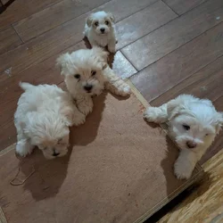 Teddy Bear Puppies
