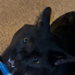 Black Male Cat Needs a Home!