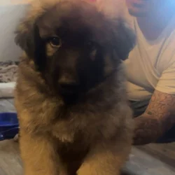 German shepherd puppies looking for forever homes.