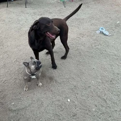 American Labrador Retriever