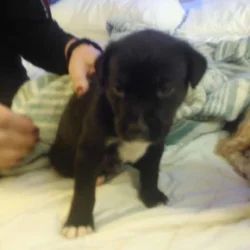 Pitbull/lab puppy (Dee-Oh-Gee)