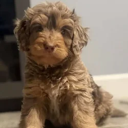 Bernedoodle female