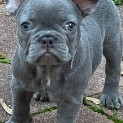 Lilac Female French Bulldog 1 year 5 months