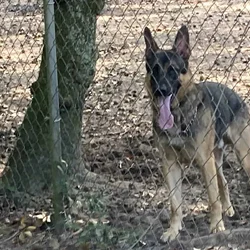 German Shepherd Stud Services