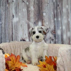 Mini Schnauzer Puppies