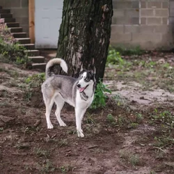 Husky