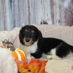 Dachshund Puppies
