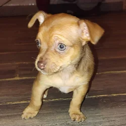 Female Chihuahua puppy