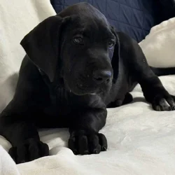 Rehoming Great Dane puppies.