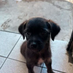 Mixed chihuahua puppy