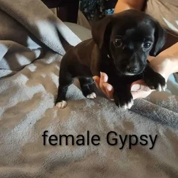 Chiweenie mix puppy