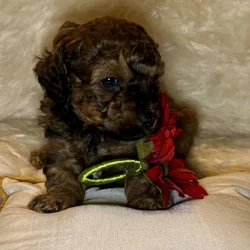 Mini Saint Berdoodle puppies