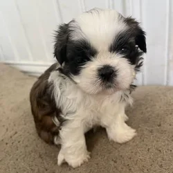 AKC Shih Tzu Puppy