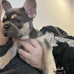 French Bulldog Puppies