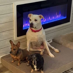 Free Dog