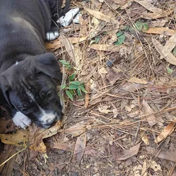 AMERICAN STAFFY BULLIE