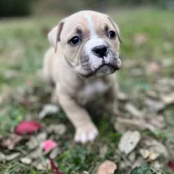 Thor (Champion Bloodline)