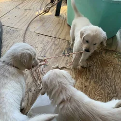 Golden Retriever Puppies