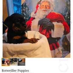 Playful loveable Rottweiler puppies