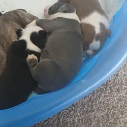 Christmas Puppies