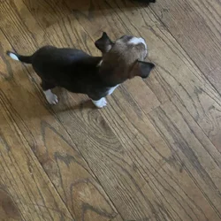 🐶 Chihuahua Puppies