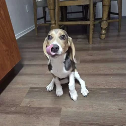 Beagle