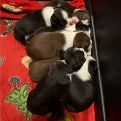 Wonderful pure breed Boston terrier pups