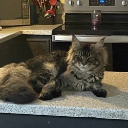 1yo Male Maine Coon