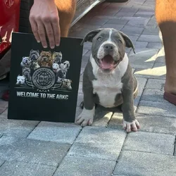XL Bully Puppy For Sale Available in Miami