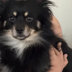 German Spitz ‘Enzo’