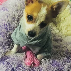 Pomeranian and Chihuahua puppy