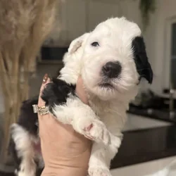 Sheepadoodle puppies