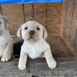 AKC LABRADOR PUPPIES