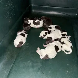 German Shorthair pups