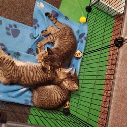 Tabby Kittens