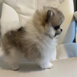 Pomeranian Puppy