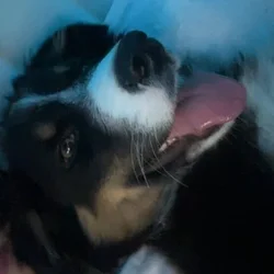Australian Shepherd