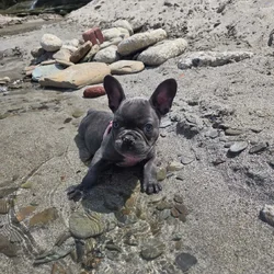 French Bulldog