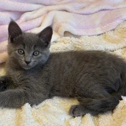 Kittens need a home