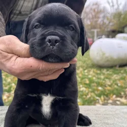 AKC registered Cane Corso pups