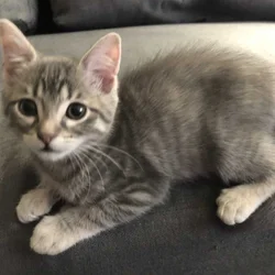 10 week kittens need good homes