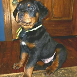 Rottweiler Puppies