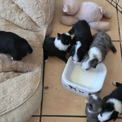 Australian Shepperd Toys